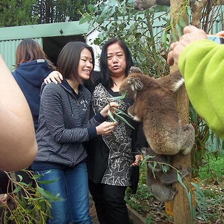 Fauna Australia Wildlife Retreat Lavers Hill Εξωτερικό φωτογραφία