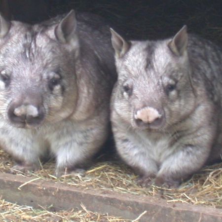 Fauna Australia Wildlife Retreat Lavers Hill Εξωτερικό φωτογραφία
