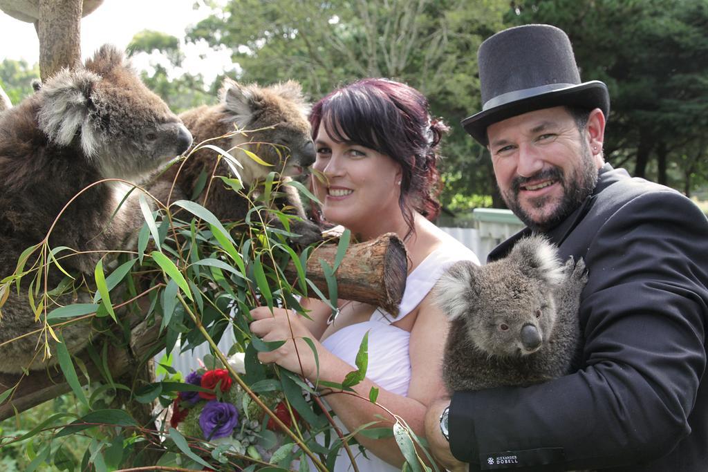 Fauna Australia Wildlife Retreat Lavers Hill Εξωτερικό φωτογραφία