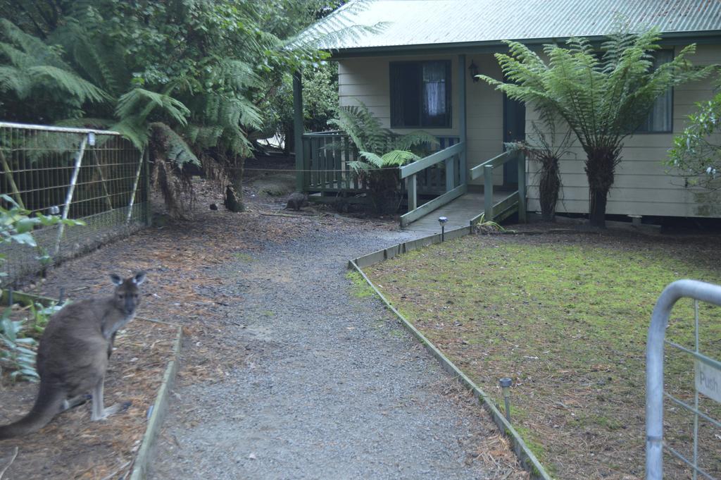 Fauna Australia Wildlife Retreat Lavers Hill Εξωτερικό φωτογραφία