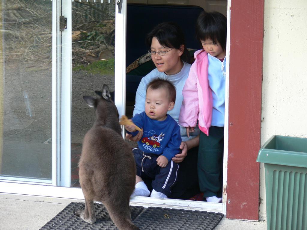 Fauna Australia Wildlife Retreat Lavers Hill Εξωτερικό φωτογραφία