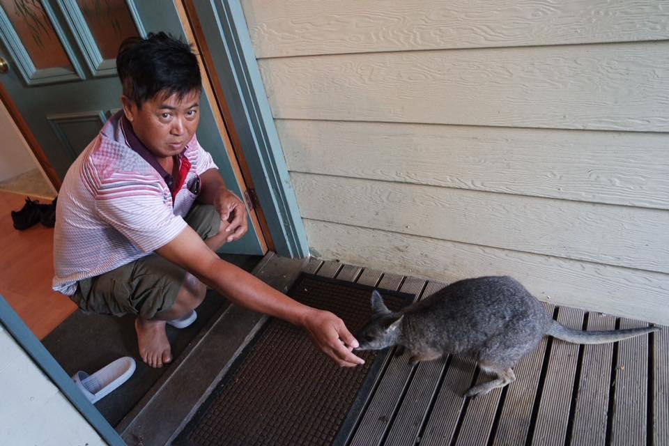 Fauna Australia Wildlife Retreat Lavers Hill Εξωτερικό φωτογραφία