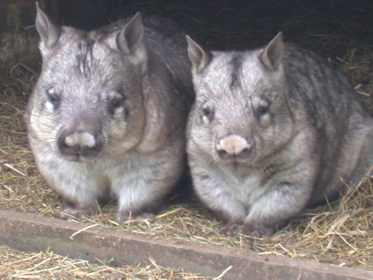Fauna Australia Wildlife Retreat Lavers Hill Εξωτερικό φωτογραφία