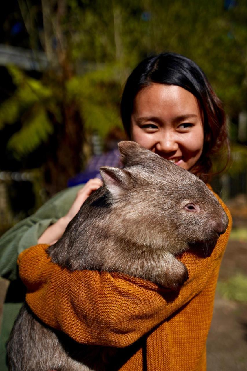Fauna Australia Wildlife Retreat Lavers Hill Εξωτερικό φωτογραφία
