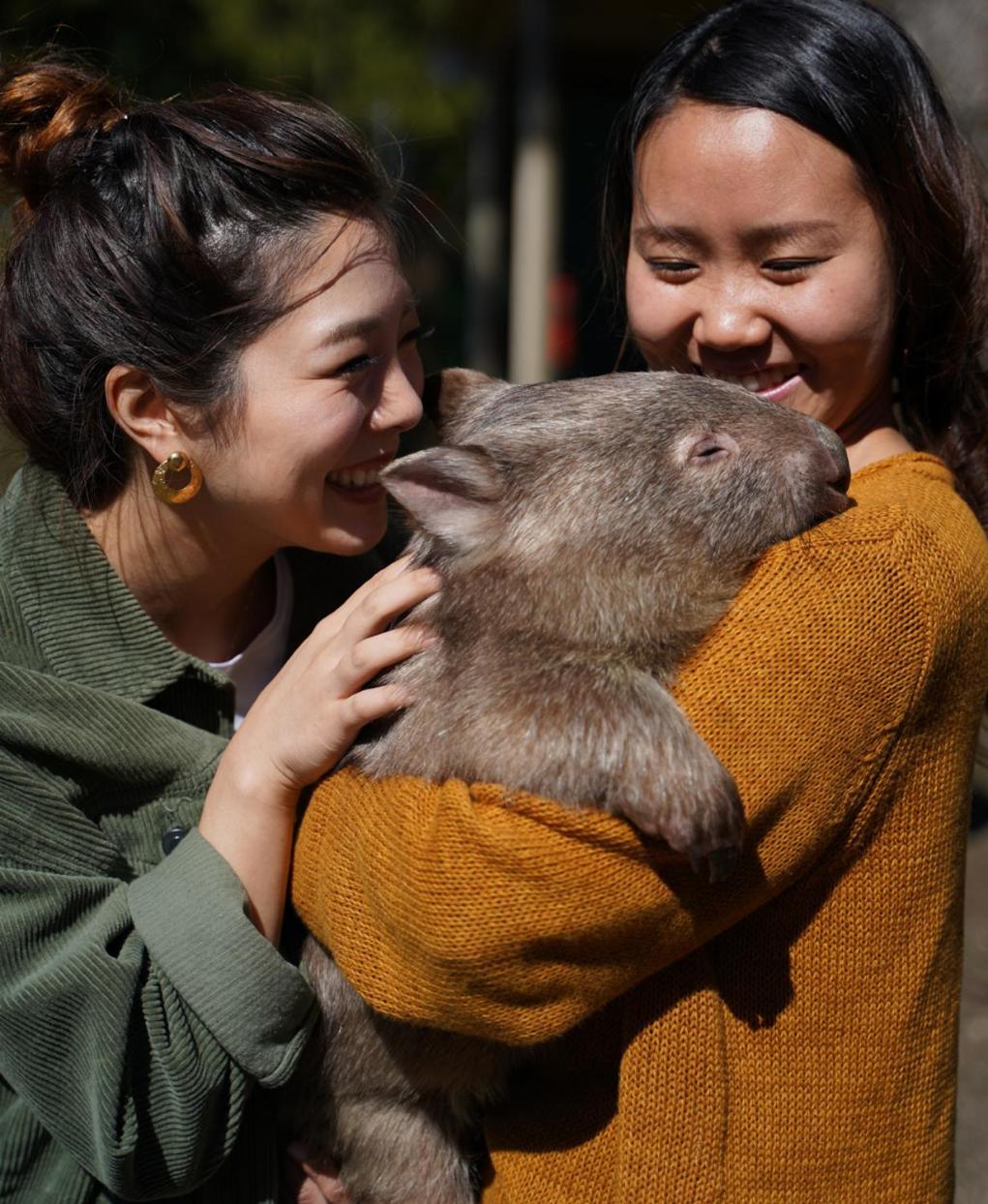 Fauna Australia Wildlife Retreat Lavers Hill Εξωτερικό φωτογραφία