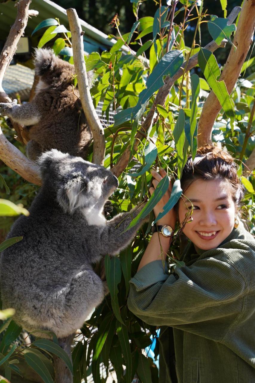 Fauna Australia Wildlife Retreat Lavers Hill Εξωτερικό φωτογραφία